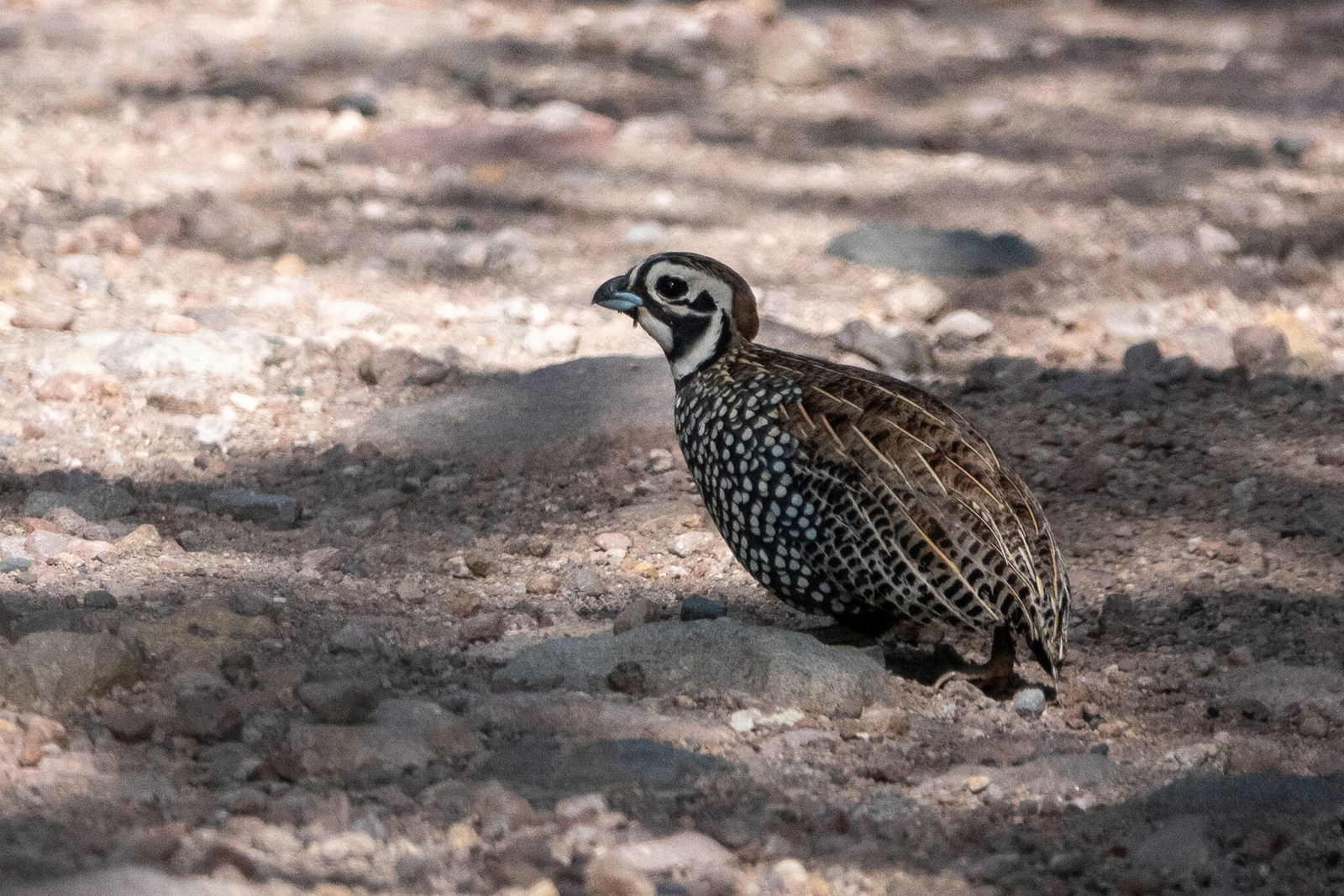 image Montezuma Quail